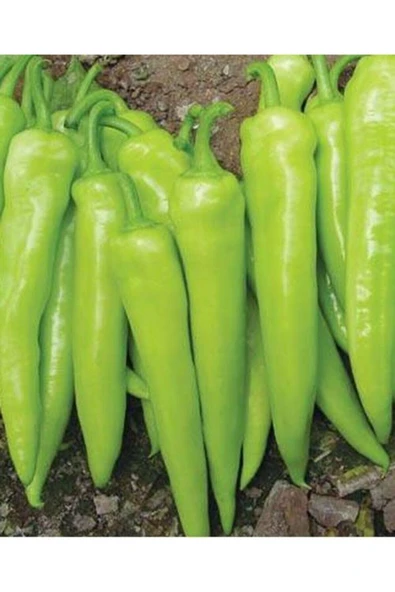 Muka Botanik Saksılık Tatlı Çarliston Biber Tohumu Ekim Seti - Resim 4