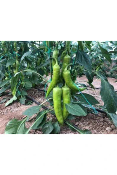 Muka Botanik Acı Çarliston Biber Tohumu Ekim Seti - Resim 4