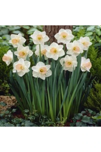 Muka Botanik Nergiz Tohumu Ekim Seti - Resim 5