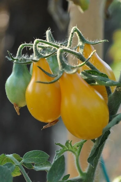 Muka Botanik Sarı Ampul Domates Tohumu 35 Adet - Resim 3
