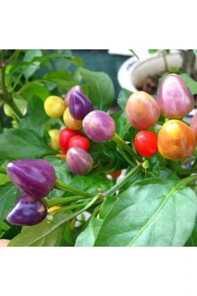Muka Botanik 50 Adet Rainbow Süs Biberleri Tohumu ürün görseli