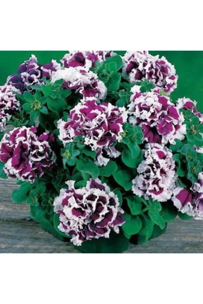 Muka Botanik 10 Adet Petunia Pirouette Mix Tohumu - Resim 4