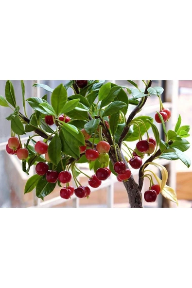 Muka Botanik 10 Bonsai Cüce Kiraz Ağacı Tohumu ürün görseli