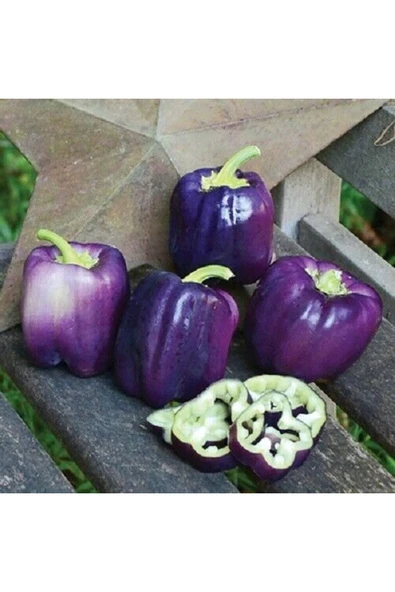 Muka Botanik 40 Adet Sweet Lilac Bell Dolmalık Biber Tohumu - Resim 3