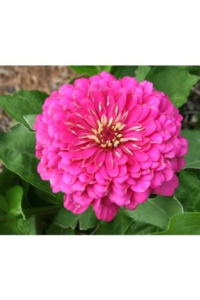 Muka Botanik 10 Adet Mor Renkli Kirli Hanım Çiçeği Tohumu ürün görseli