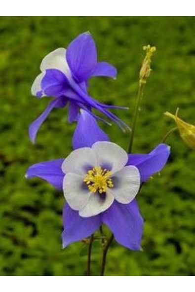 Muka Botanik 5 Adet Colorado Blue Columbine Tohumu - Resim 5