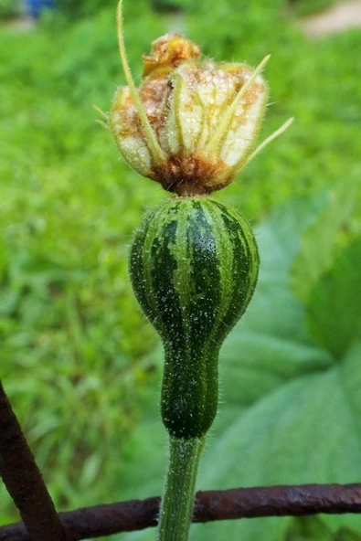 Muka Botanik Topaç Süs Kabağı ( Tennessee Dancing ) Tohumu / 5 Adet Tohum - Resim 5