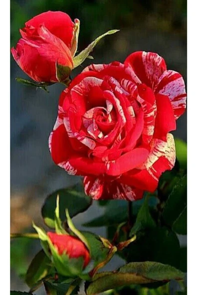 Muka Botanik 10 Adet Özel Renkli Gül Çiçeği Tohumu ürün görseli