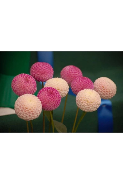 Muka Botanik 10 Adet Pom Pon Dahlia Tohumu - Resim 5