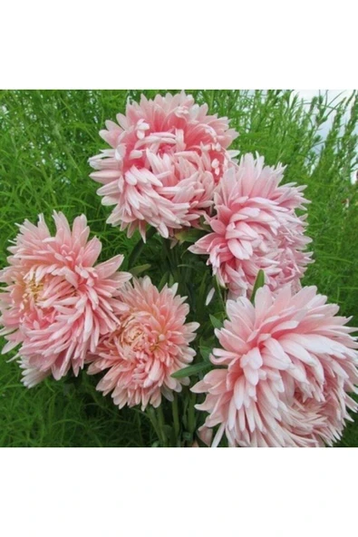 Muka Botanik 10 Adet Aster Yanina Tohumu - Resim 3