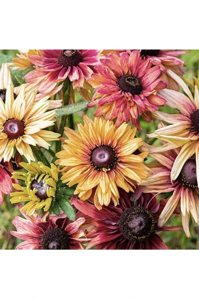 Muka Botanik 10 Adet Sahara Rubeckia Mix Tohumu - Resim 2