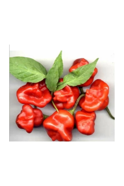 Muka Botanik Eko Paket 100 Adet Tohum Nadir Ithal Acı Gül Biberi Tohumu Bishops Tacı ürün görseli