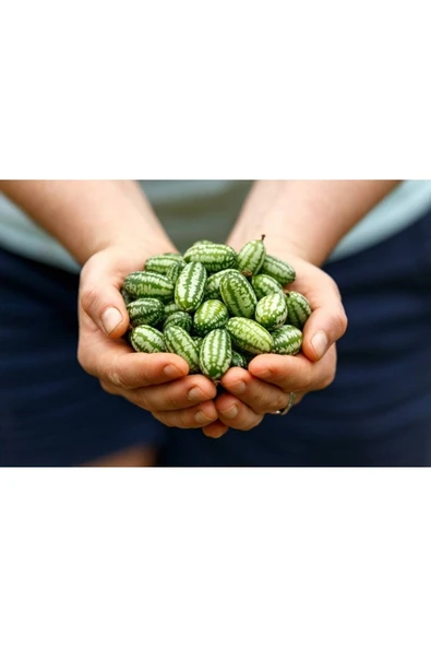 Muka Botanik 10 Adet Cüce Cucamelon (salatalık) Tohumu ürün görseli