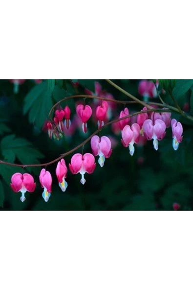 Muka Botanik 5 Adet Pink Bleeding Heart Tohumu - Resim 7