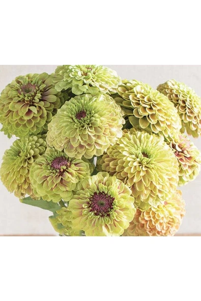 Muka Botanik 10 Adet Queen Lime With Blush Zinnia Tohumu - Resim 5