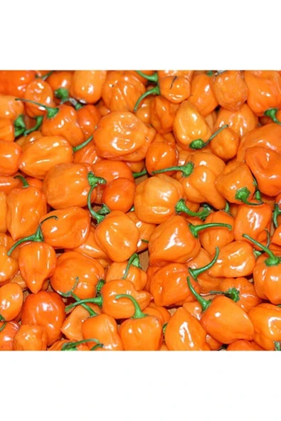Muka Botanik 10 Adet Turuncu Habanero Acı Biber Tohumu ürün görseli
