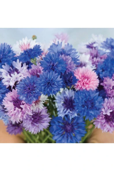 Muka Botanik 10 Adet Cornflower Mix Tohumu - Resim 2