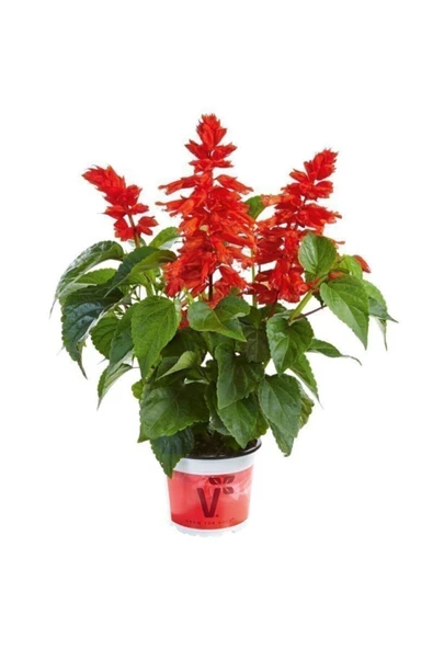 Muka Botanik Kırmızı Ateş Çiçeği Tohumu Ekim Seti - Resim 3