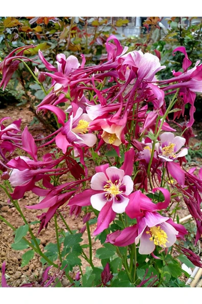 Muka Botanik 30 Adet Columbine Aquilegia Vulgaris Tohumu - Resim 2
