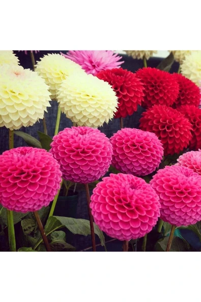 Muka Botanik 10 Adet Pom Pon Dahlia Tohumu - Resim 3