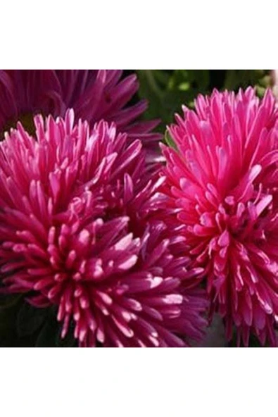 Muka Botanik 10 Adet Dark Rose Gremlin Aster Tohumu - Resim 3