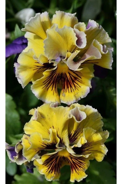 Muka Botanik Sarı Katmerli Sarı Menekşe Çiçeği Tohumu 10 15a Det ürün görseli