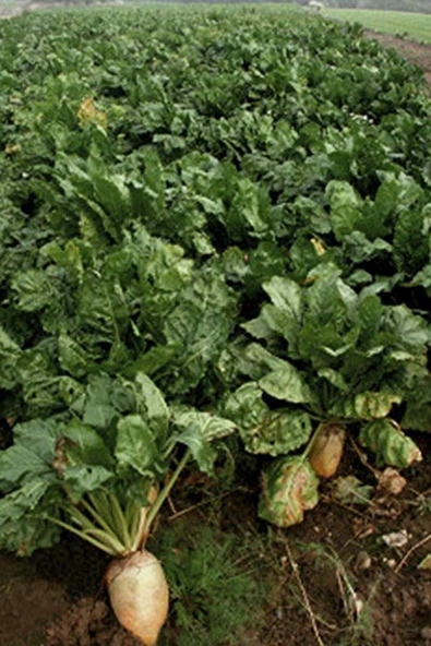 Muka Botanik Yerli Beyaz Şeker Pancarı Tohumu / 40 Adet Pancar Tohumu - Resim 4