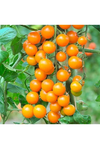 Muka Botanik 20 Adet Sun Gold Cherry Domates Tohumu - Resim 2
