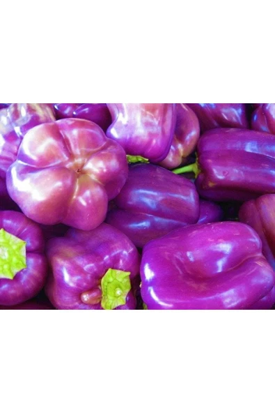 Muka Botanik 40 Adet Sweet Lilac Bell Dolmalık Biber Tohumu ürün görseli