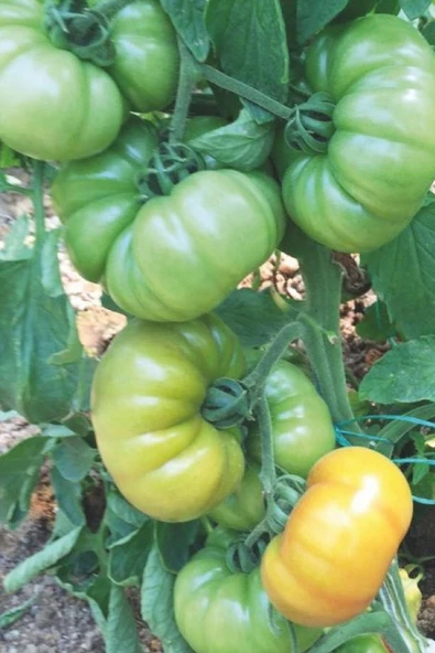 Muka Botanik Datça Köy Domatesi Tohumu / 5+ Adet Tohum - Resim 4