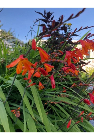 Muka Botanik 10 Adet Organic Crocosmia Lucifer Tohumu - Resim 4