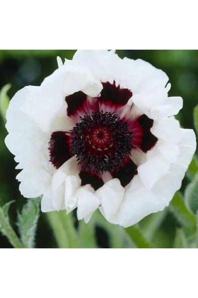 Muka Botanik 10 Adet Royal Wedding Poppy Tohumu - Resim 5