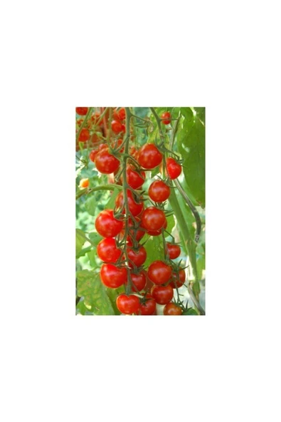 Muka Botanik Agrobazaar Sarkan Cherry Domates + 50 Tohum + (saksı Toprak Seti ) ürün görseli