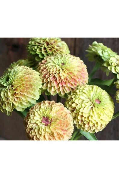 Muka Botanik 10 Adet Queen Lime With Blush Zinnia Tohumu - Resim 3