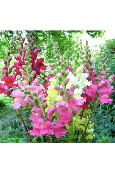 Muka Botanik 20 Adet Rocket Mix Snapdragon Tohumu - Resim 4