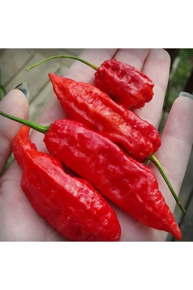Muka Botanik Kırmızı Bhut Jolokia Biber Tohumu ürün görseli