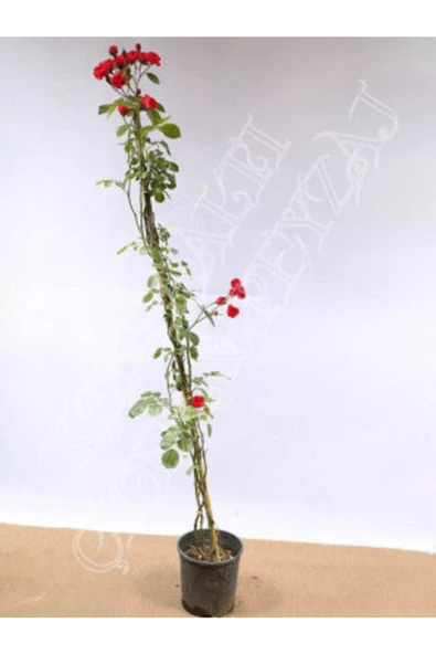 Muka Botanik Ithal Sırık Kırmızı Gül Tohumu Ekim Seti - Resim 3