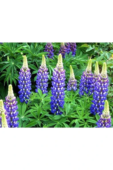 Muka Botanik 5 Adet Lupin Blue Flame Giant Tohumu - Resim 2