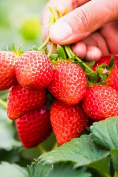 Muka Botanik 4 Mevsim, Yediveren Çilek Tohumu / 40 Adet Saksılık Çilek Tohumu - Resim 4