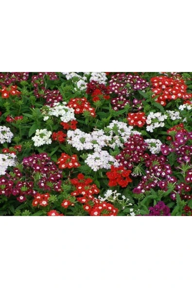 Muka Botanik 10 Adet Karışık Renkli Mine Çiçeği Tohumu ( Verbena ) - Resim 3
