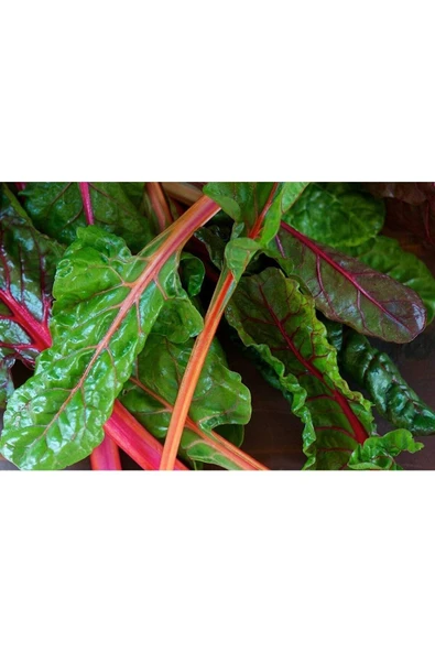 Muka Botanik 20 Adet Rainbow Swiss Pazı Tohumu - Resim 2