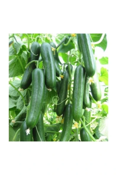 Muka Botanik Bol Verimli Erkenci Badem Salatalık Tohumu 10 Tohum - Resim 3