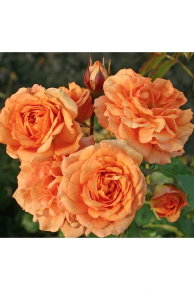 Muka Botanik 5 Adet Bentheimer Gold Gül Tohumu ürün görseli