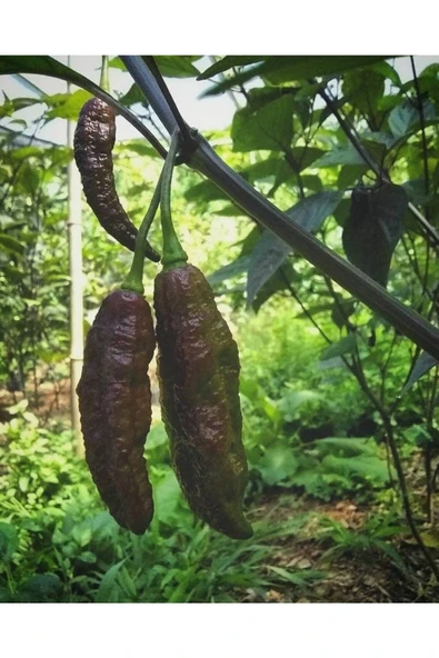 Muka Botanik 10 Adet Dark Olive Naga Brain Biber Tohumu - Resim 4