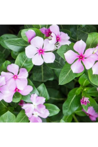 Muka Botanik Cezayir Menekşesi Çiçeği Tohumu Ekim Seti - Resim 4
