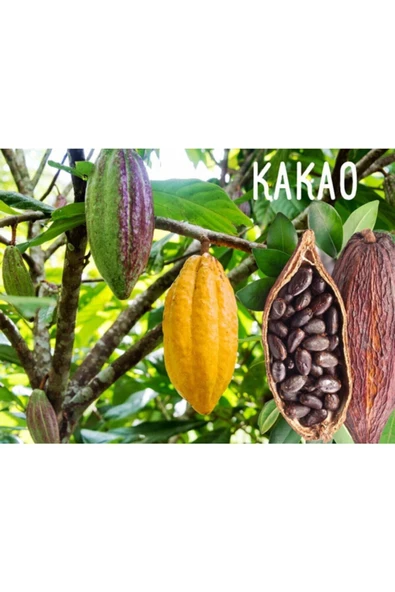 Muka Botanik Organik Kakao Ağacı Tohumu - Resim 2