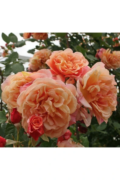 Muka Botanik 5 Adet Turuncu Aloha Gül Tohumu ürün görseli