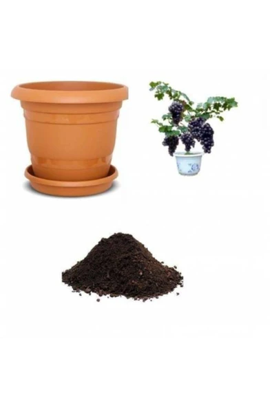 Muka Botanik Siyah Üzüm Bonzai Ağacı Tohumu Ekim Seti ürün görseli
