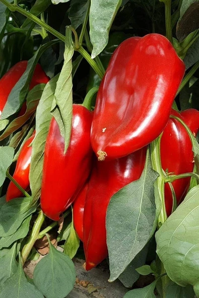 Muka Botanik Kırmızı Tatlı Kapya Biber Tohumu / 40+ Adet Tohum - Resim 3