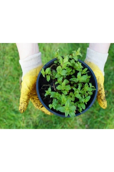 Muka Botanik 100 Adet Saksılık Nane Tohumu - Resim 2
